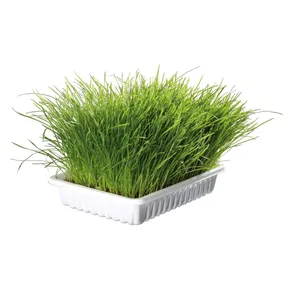 Jemná tráva pre mačku v miske TRIXIE 100 g
